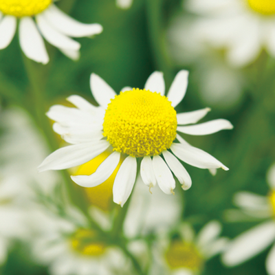 ローマンカモミール