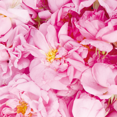 ダマスクローズ